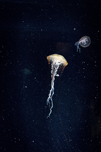 Animals, Water, Jellyfish, Dark, Underwater World, Tentacles HD phone wallpaper