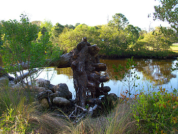 ~Blown Over, by a Nasty Storm~, florida, roots, waterway, oak, trees, brakish water, nature, graph, water oak HD wallpaper