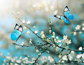 Cherry blossom, Butterfly, Bloom, Wild, Spring HD wallpaper