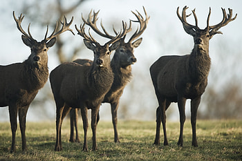Animals, Grass, Deers, Stroll, Flock, Lots Of, Multitude HD wallpaper