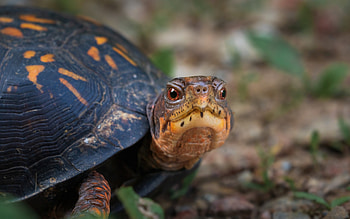Turtle, animal, nature, look HD wallpaper