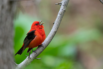 Bird, singing, black, red, green, pasari HD wallpaper