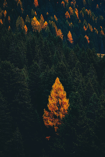 Otoño, arbol HD phone wallpaper