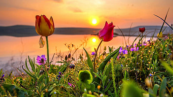 Sunset in Spring, river, reflection, colors, sky, flowers, tulips, water HD wallpaper