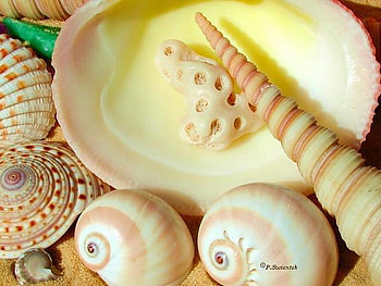 shell, sea, beautiful, beach HD wallpaper