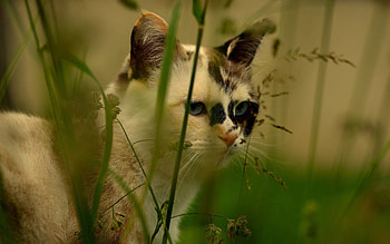 Animals, Grass, Cat, Muzzle, Spotted, Spotty HD wallpaper