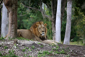 Animals, Trees, Lion, Big Cat, King Of Beasts, King Of The Beasts HD wallpaper