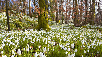 Spring, , Crocus, Flower, Park, Tree, White Flower, Flowers HD wallpaper