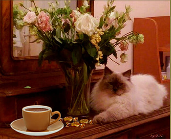cat and coffee, coffee, still life, cat, flowers HD wallpaper