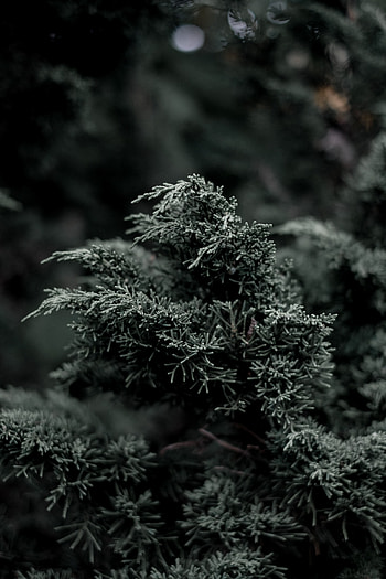 Nature, Bush, Plant, Branch, Needles, Evergreen, Juniper HD phone wallpaper