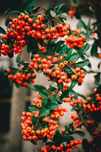 Berries, Plant, Macro, Branches, Bunch, Rowan HD phone wallpaper