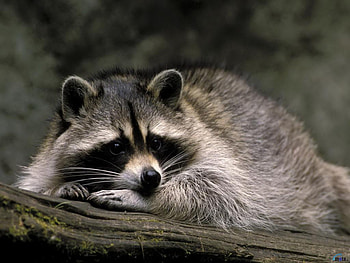 Fox, animal, nature, wildlife HD wallpaper