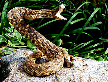 Popular Rattlesnake, animal, popular, reptile, rattlesnake HD wallpaper