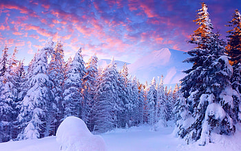 Winter Sunset, firs, snow, landscape, trees, sky, forest HD wallpaper