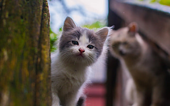 Animals, Kitty, Kitten, Spotted, Spotty, Sight, Opinion, Street HD wallpaper