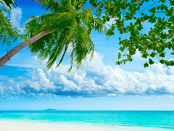 Landscape, Sea, Palms HD wallpaper