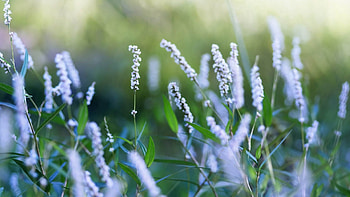 Grass, Plant, Macro HD wallpaper