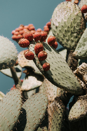 Flowers, Plant, Barbed, Spiny, Cactus, Succulent HD phone wallpaper