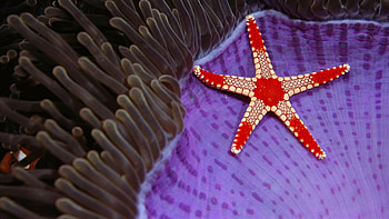 Coral, Starfish HD wallpaper