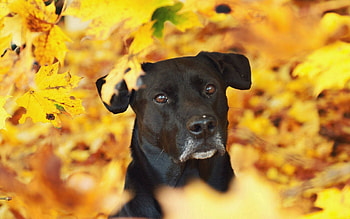 Animals, Autumn, Dog, Sight, Opinion HD wallpaper