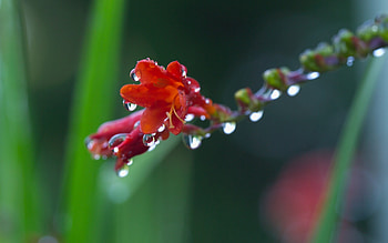 Background, Drops, Flower, Plant, Macro, Dew, Blurred, Stem, Stalk, Greased HD wallpaper