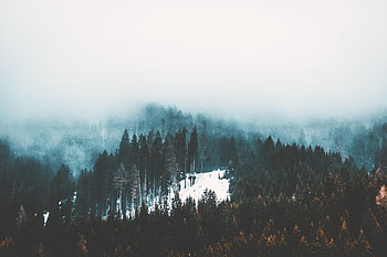 Nature, Trees, Snow, Forest, Fog HD wallpaper