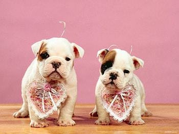 Animals, Dogs HD wallpaper