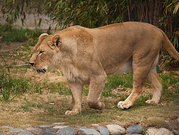 Animals, Grass, Stones, Aggression, Lion, Predator, Lioness, King Of Beasts, King Of The Beasts HD wallpaper