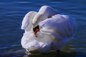 White swan, love bird, swim HD wallpaper