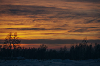 Winter, Nature, Trees, Sunset, Snow HD wallpaper