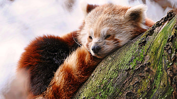 Red Panda, Pandas HD wallpaper