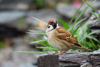 Animals, Bird, Sparrow, Bark HD wallpaper