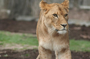 Lioness, animals HD wallpaper