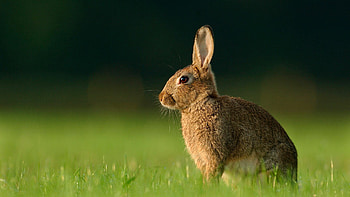 Wild rabbit, Rabbits HD wallpaper