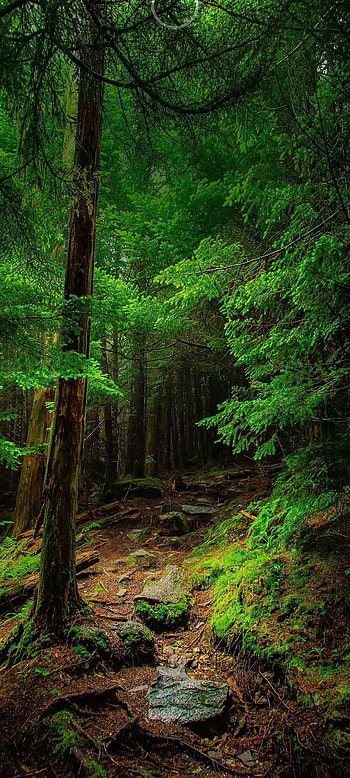 Jungle, sunlight, grass HD phone wallpaper