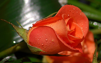 Rose, nature, flowers, red HD wallpaper