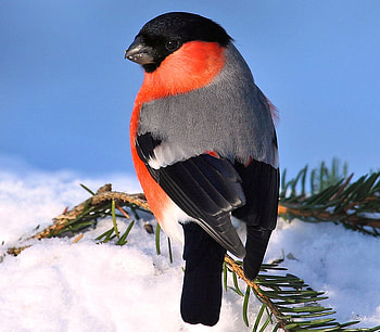Bullfinch, branch, white, black, grey, bird, snow, red HD wallpaper