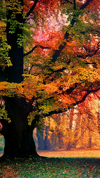 Tree in Misty Autumn Park, fall, fog, nature, tree HD phone wallpaper