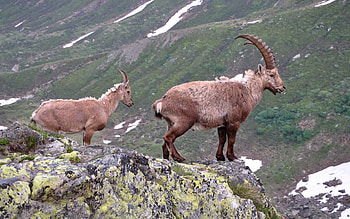 Animals, Rock, Horns, Mountain Goat HD wallpaper