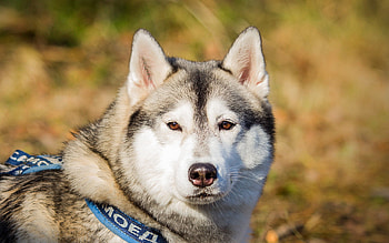 Animals, Dog, Spotty, Spotted, Leash, Sight, Opinion, Husky, Haska HD wallpaper