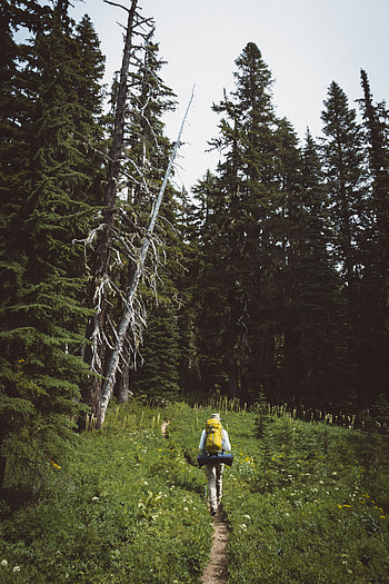 Nature, Grass, Summer, Forest, Path, Stroll, Tourism, Tourist HD phone wallpaper