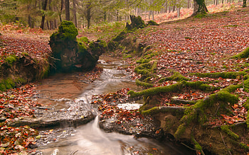 Autumn Leaves, river, woods, colors, peaceful, beautiful, grass, beauty, leaves, trees, autumn, nature, water, forest HD wallpaper