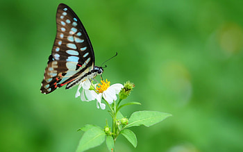 Animals, Flower, Pattern, Butterfly, Wings HD wallpaper