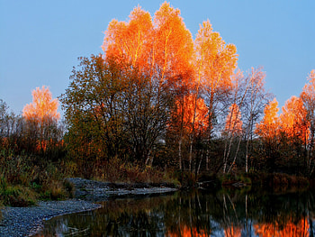 Patch of Bright Orange in Autumn Forest, trees, forests, orange, lake HD wallpaper