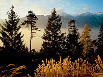 Woods_Valais_Switzerland, landscape, wood, switzerland, mountain HD wallpaper