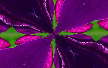 PURPLE PETALS, PETALS, PURPLE, CREATION, ABSTRACT HD wallpaper