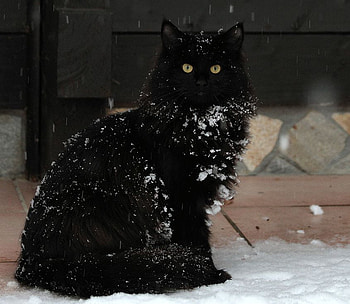 Snow cat, winter, animal, kitten, black, snow, cat HD wallpaper