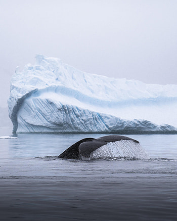 Animals, Ice, Spray, Whale, Tail, Iceberg HD phone wallpaper