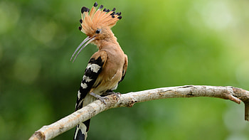 Eurasian hoopoe, Woodpecker HD wallpaper