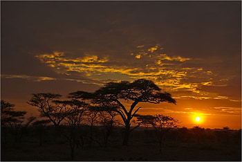 Nature, Trees, Sunset, Savanna, Clouds, Evening HD wallpaper